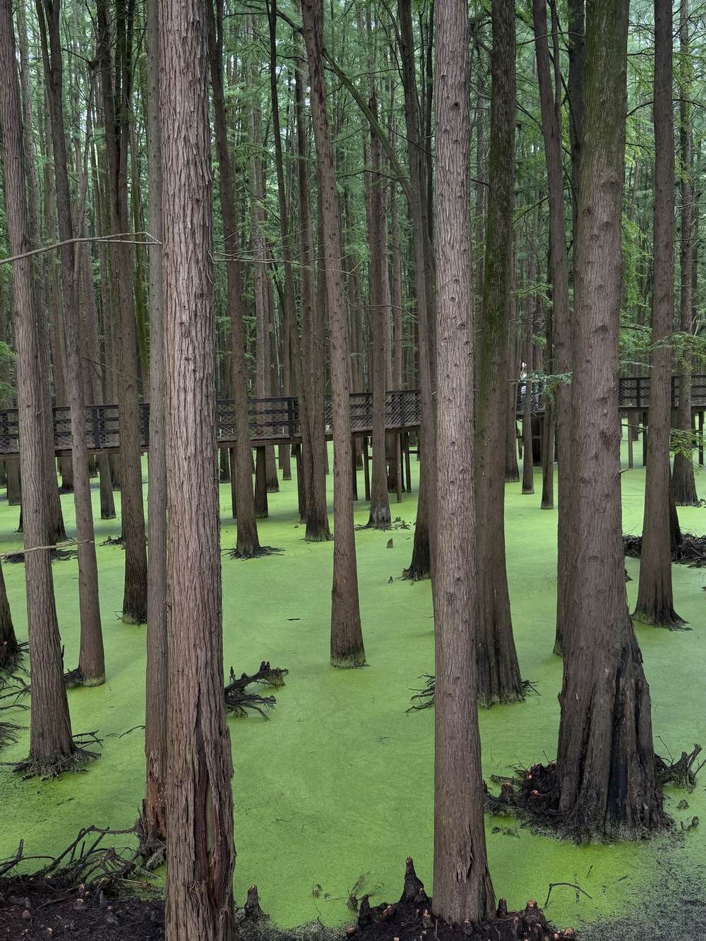 Tall trees standing in green water at Qingshan Lake, near Hangzhou