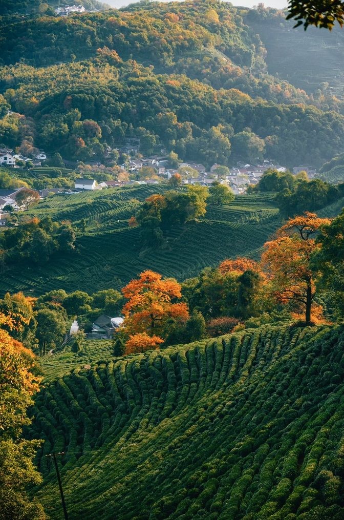 Terraced Longjing tea hills above a village, with autumn colour in the trees